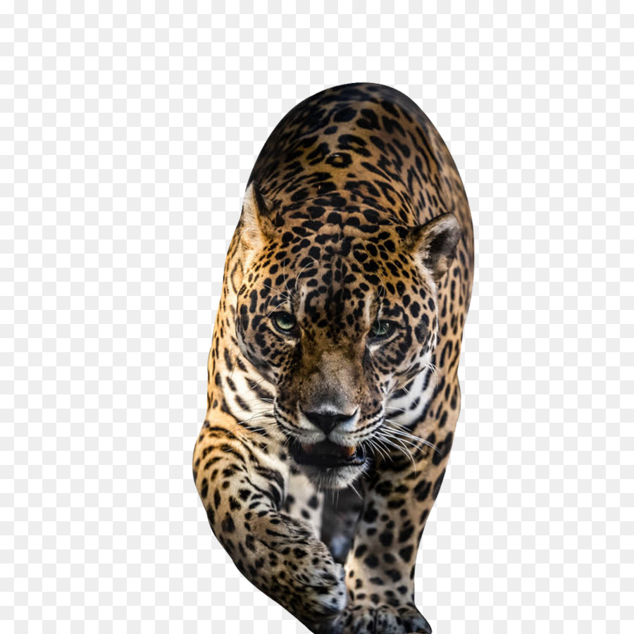 Jaguar，Rompecabezas PNG