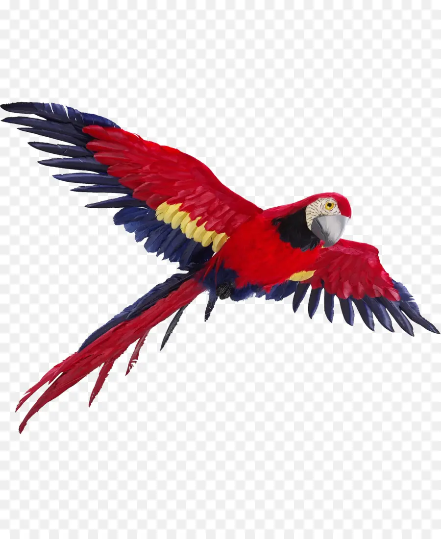 Parrot，Vuelo PNG