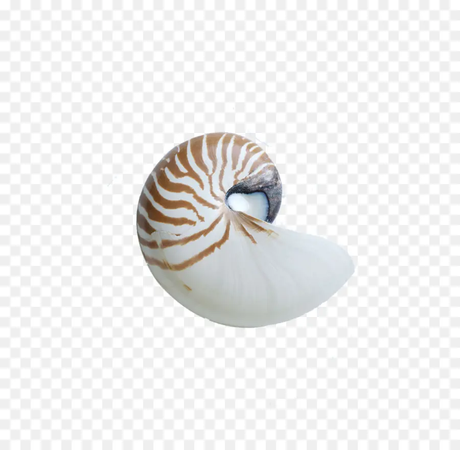 Nautilo，Concha PNG