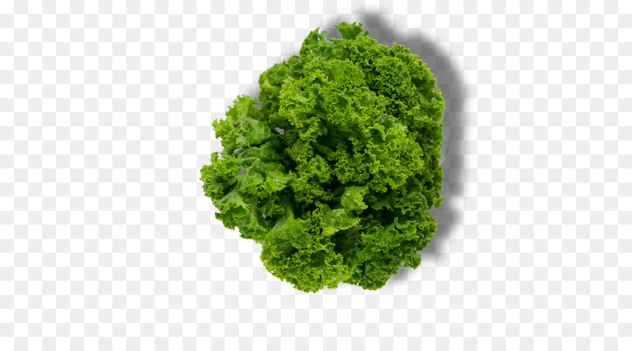 Lechuga，Frondoso PNG