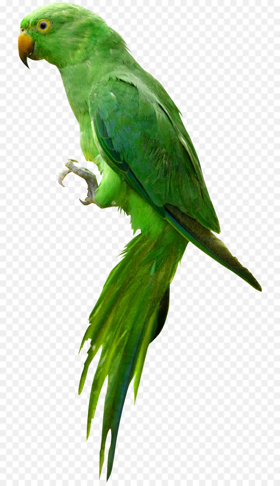 Loro Verde，Pájaro PNG