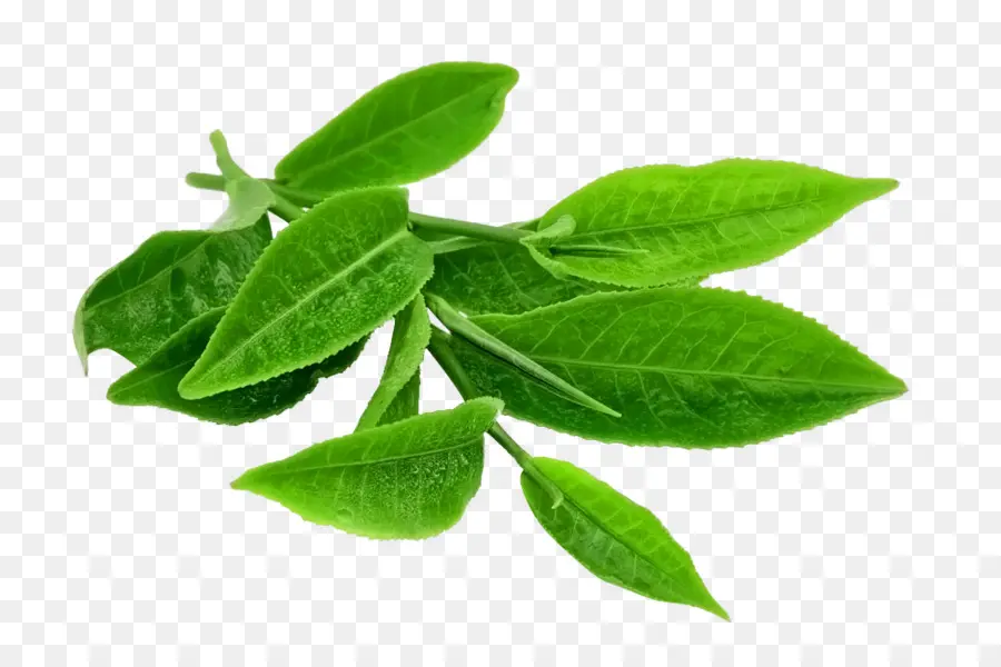 Té，Té Verde PNG