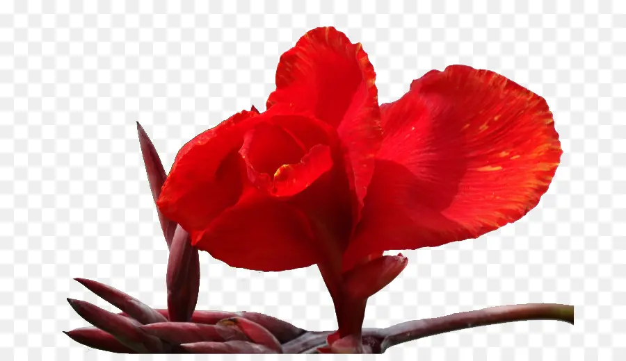 Canna Indica，Pétalo PNG