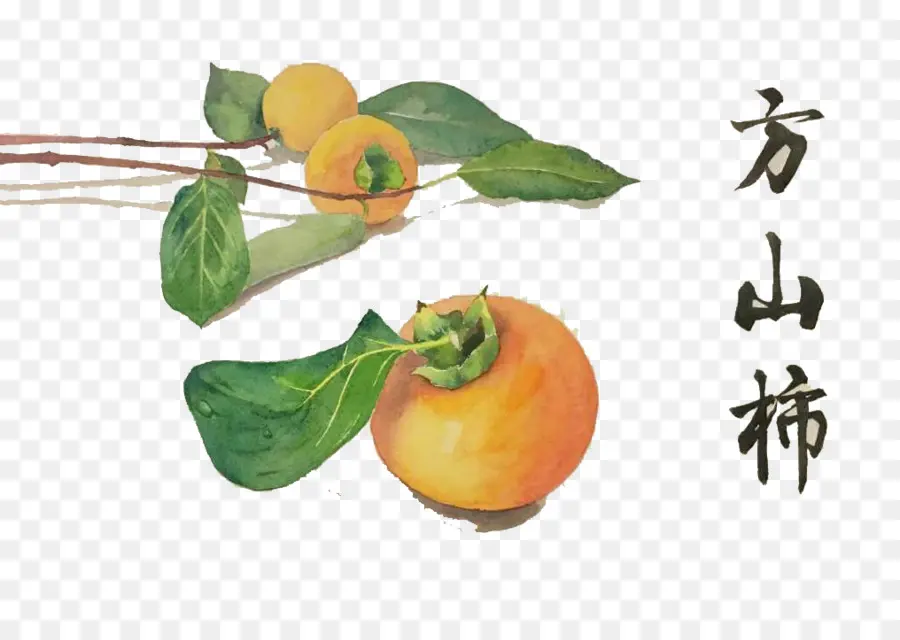 Clementine，Japonés Caqui PNG