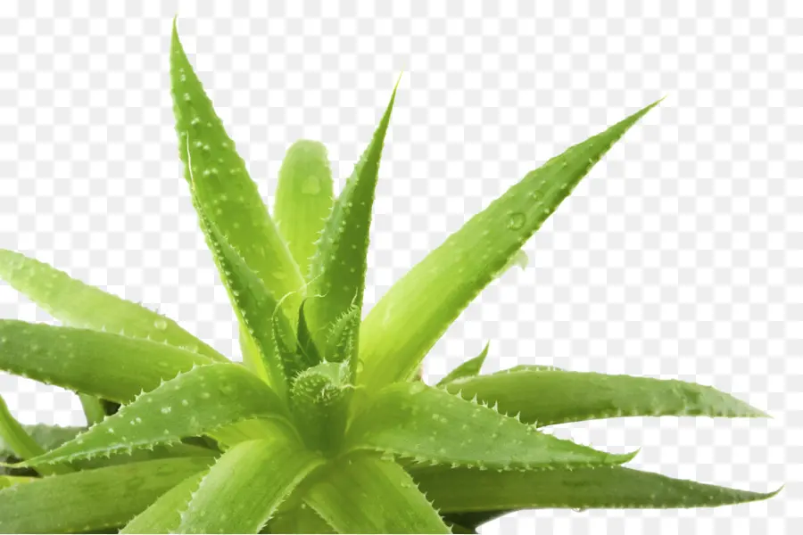 Aloe Vera，Aloe Ferox PNG