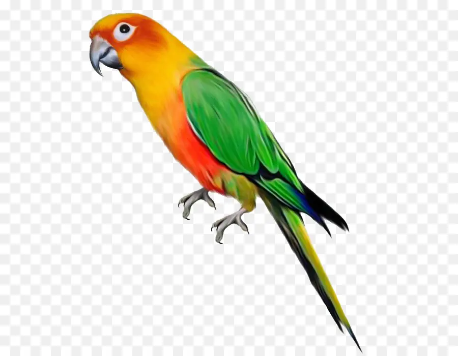 Parrot，Pájaro PNG