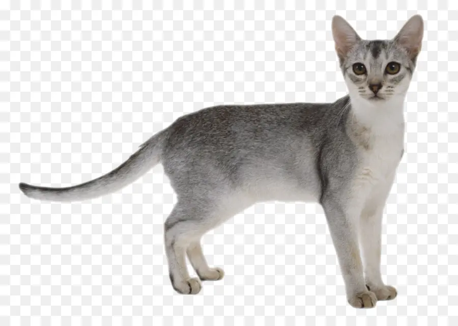 Gato Gris，De Pie PNG