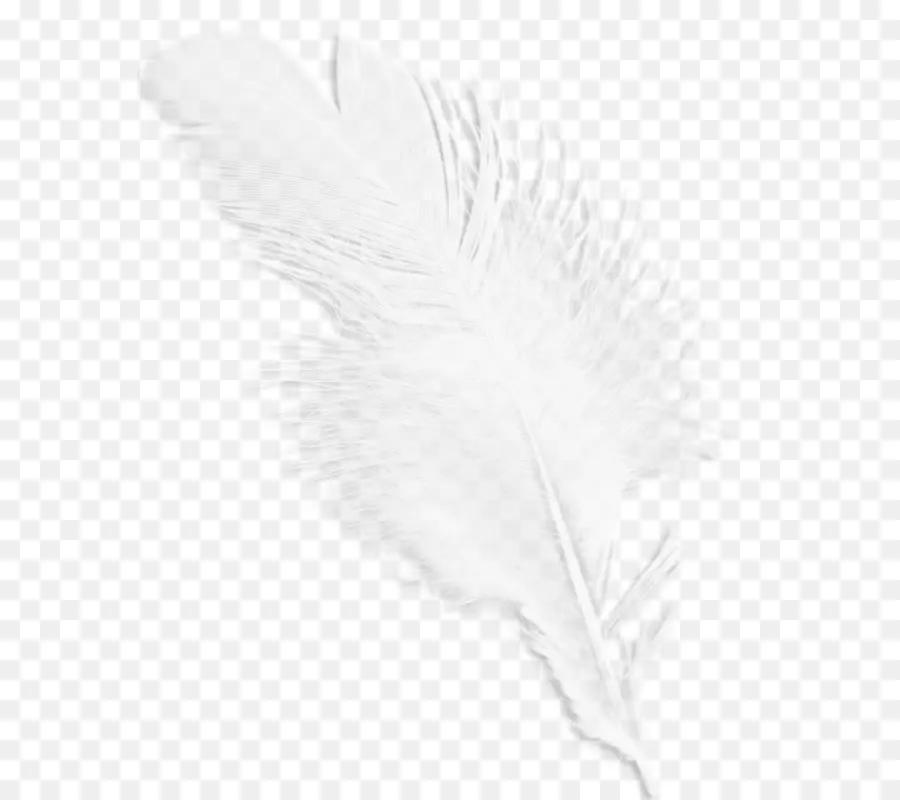 En Blanco Y Negro，Pluma PNG