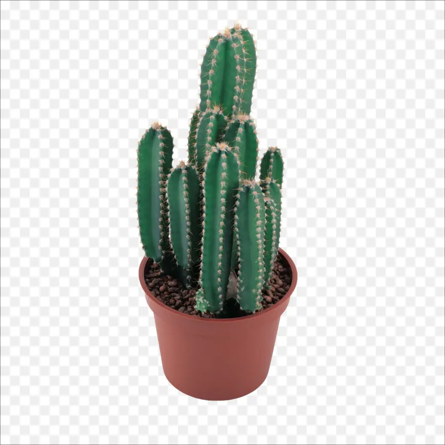 Cactaceae，Postscript Encapsulado PNG