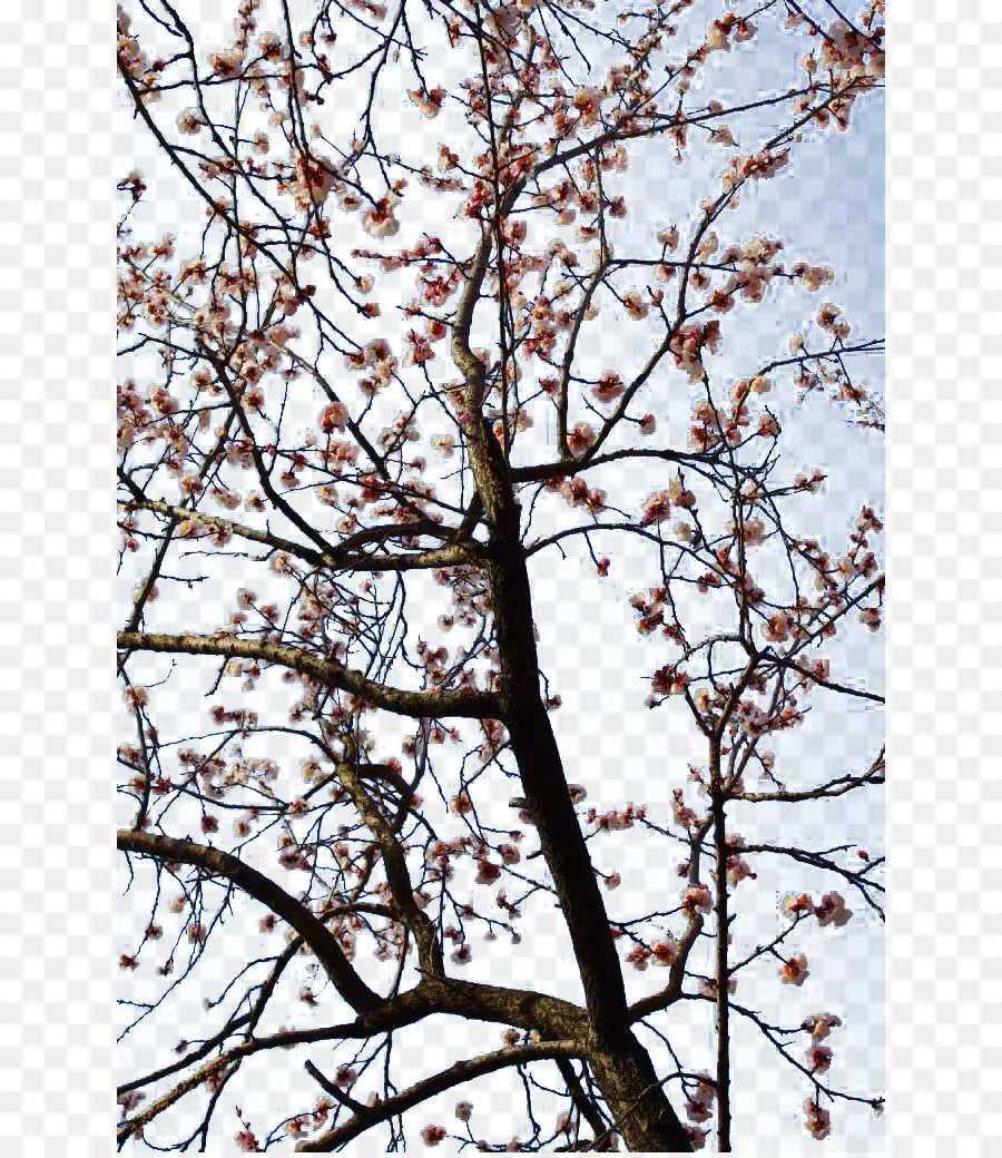 Árbol De Cerezo En Flor，Primavera PNG