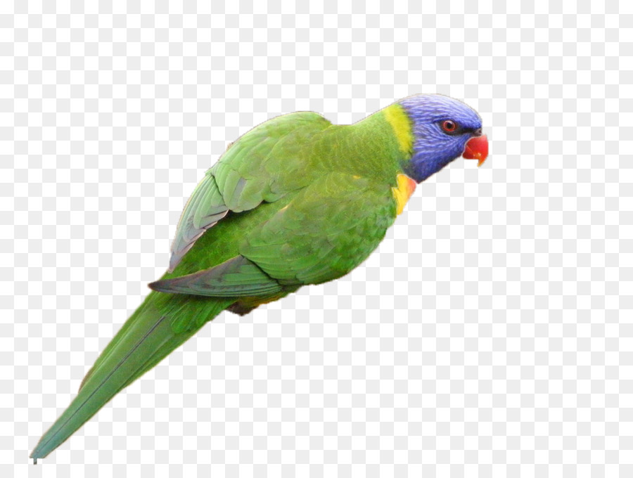 Parrot，Pájaro PNG