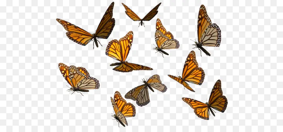 Mariposas，Vuelo PNG