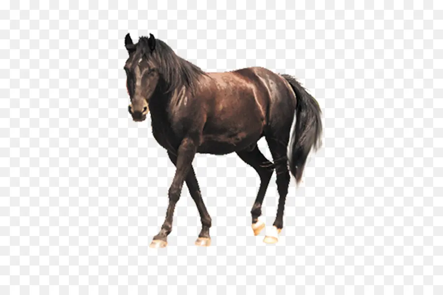 Caballo，La Oximetría De Pulso PNG