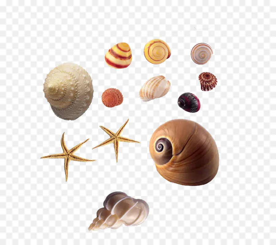 Concha，Animal PNG