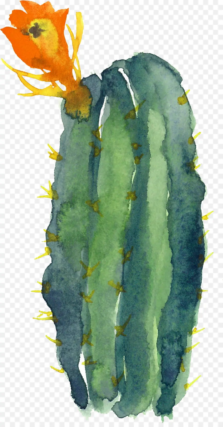 Cactaceae，Pintura A La Acuarela PNG