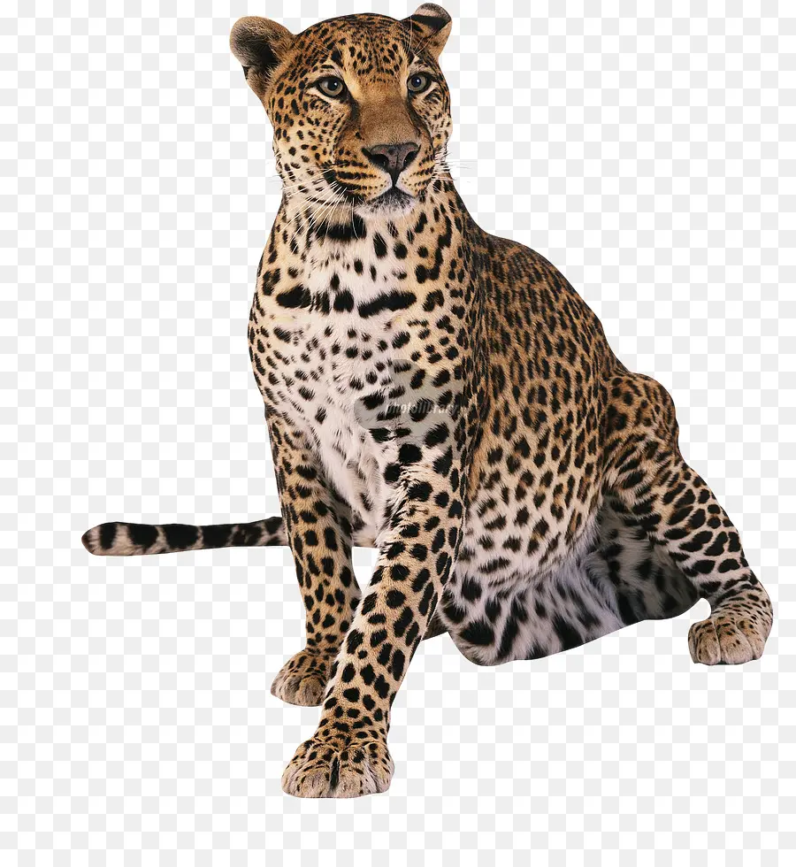 Leopard，Cheetah PNG