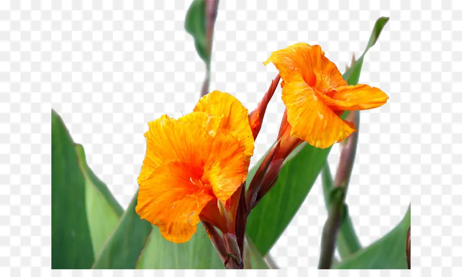 Canna Indica，Flor PNG