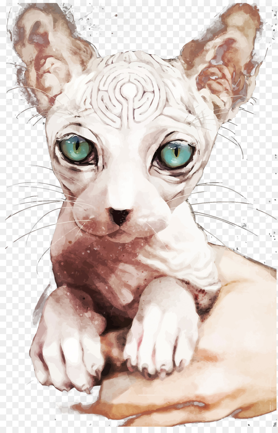 Gato Sphynx，Donskoy Gato PNG