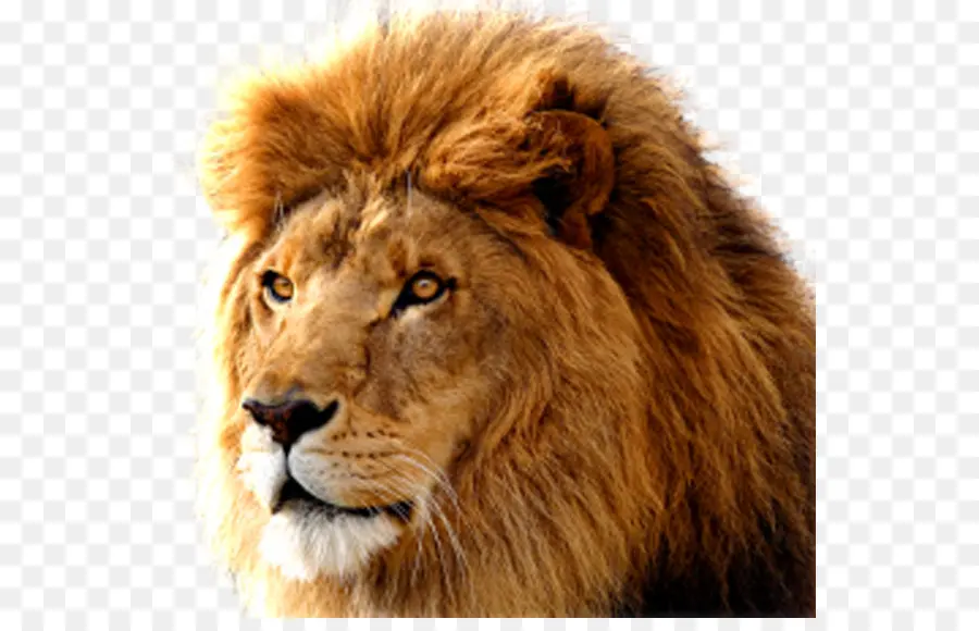 Macintosh，Mac Os X Lion PNG