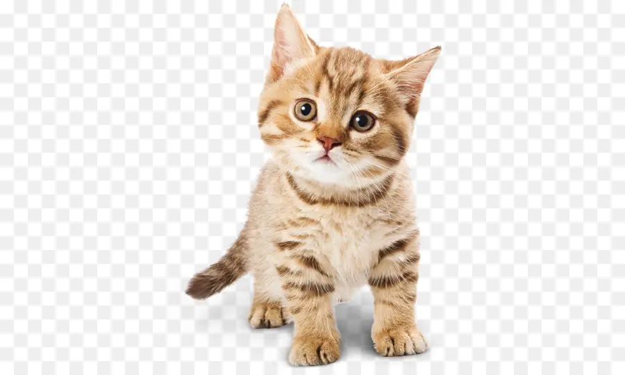 Lindo Gatito，Gato PNG