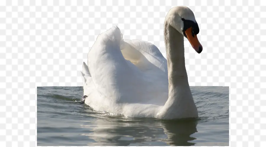 Cisne，Agua PNG