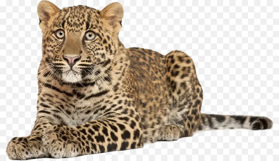 Tigre，Leopardo De Anatolia PNG