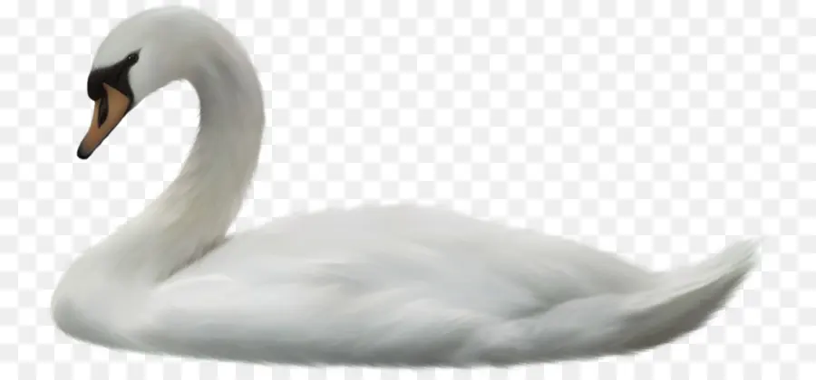 Cisne Blanco，Pájaro PNG