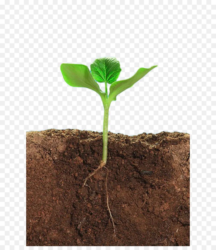 Planta De Semillero，Planta PNG