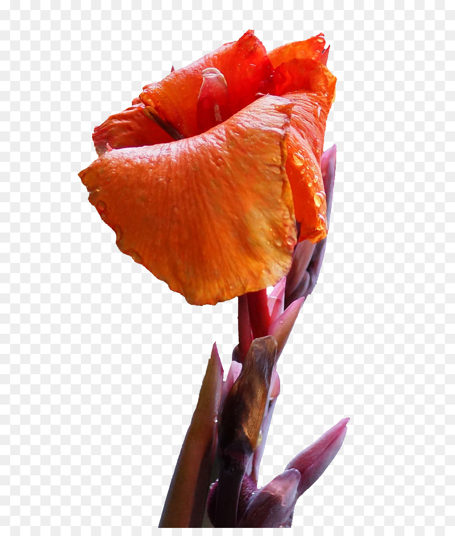 Canna Indica，Flor PNG