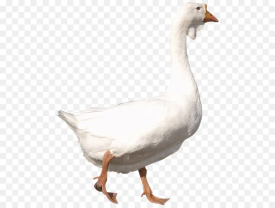 Ganso，Pato PNG