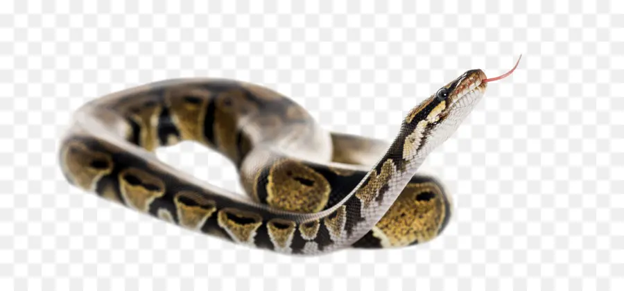 Bola De Python，La Serpiente PNG