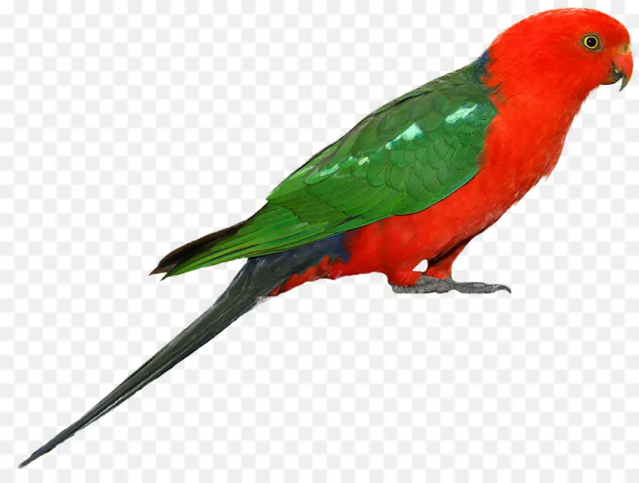 Loro，Pájaro PNG