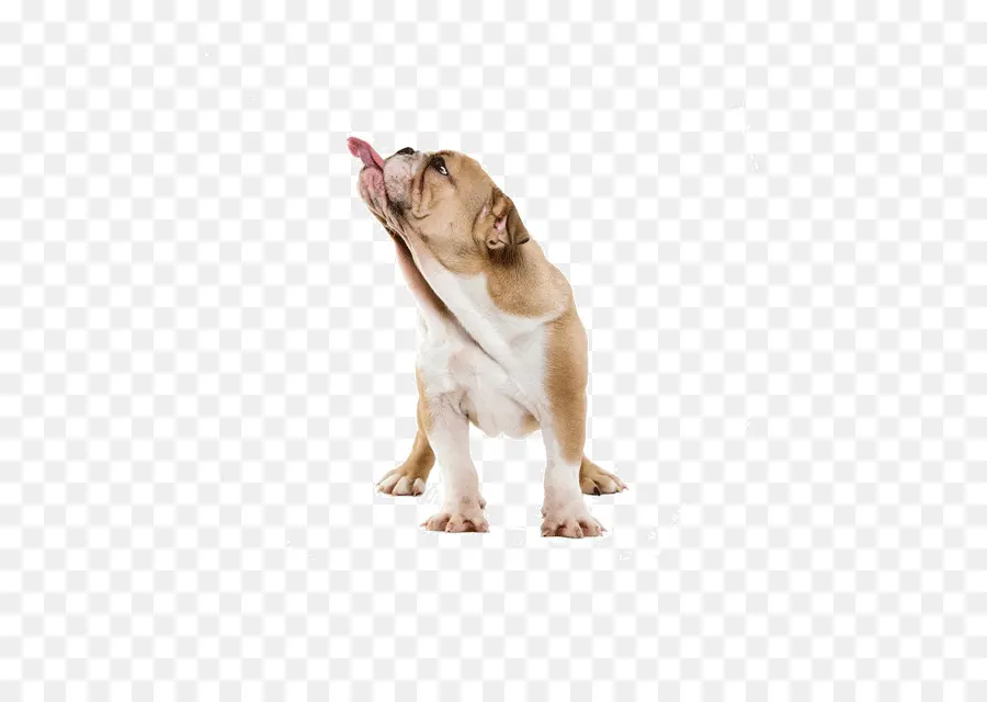 Bulldogs，Cachorros PNG