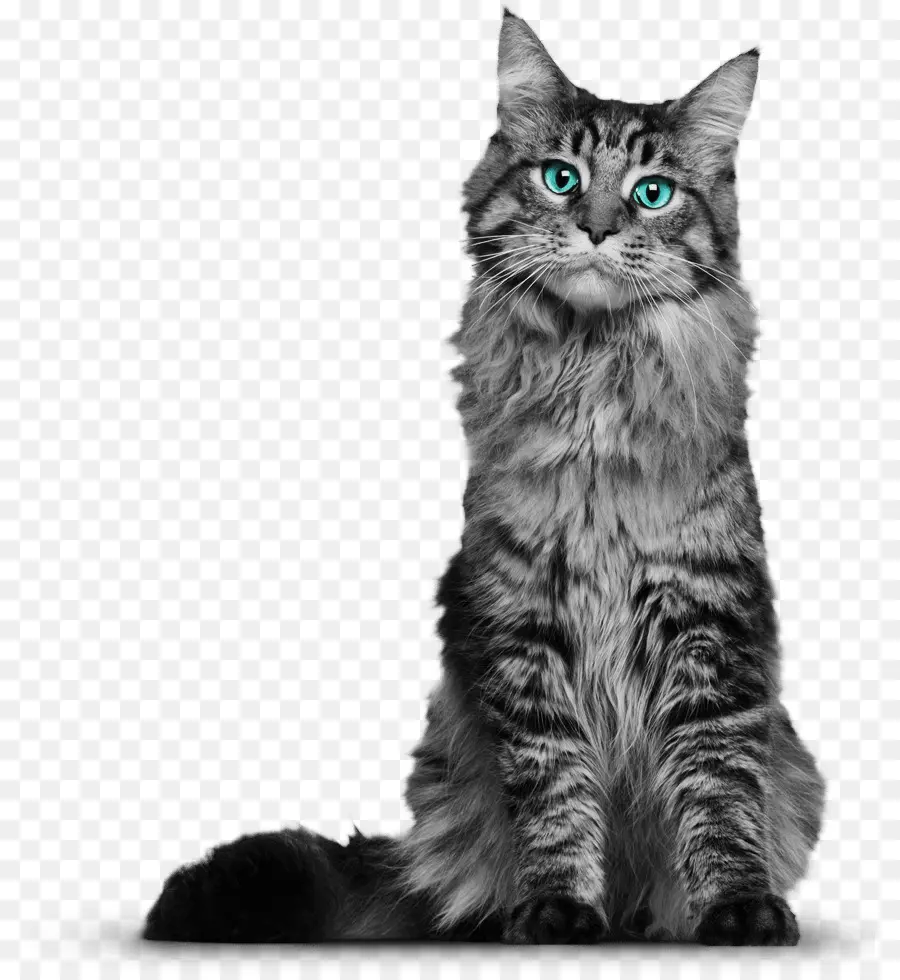 Maine Coon，Bigotes PNG