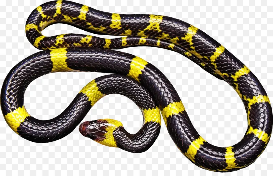 La Serpiente，Reptiles PNG