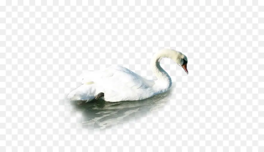 Cisne Blanco，Pájaro PNG