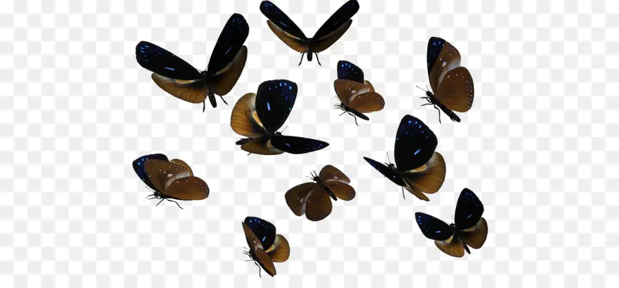 Mariposas，Alas PNG