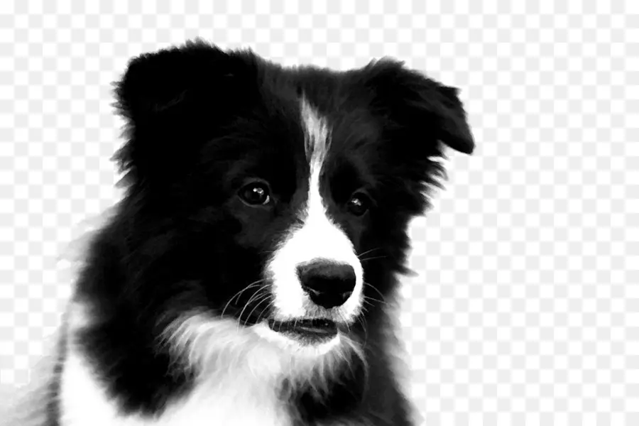 Perro Blanco Y Negro，Lindo PNG