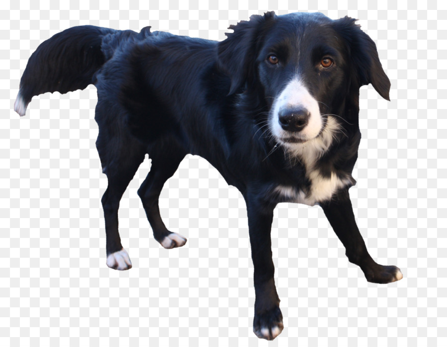 Border Collie，El Malamute De Alaska PNG