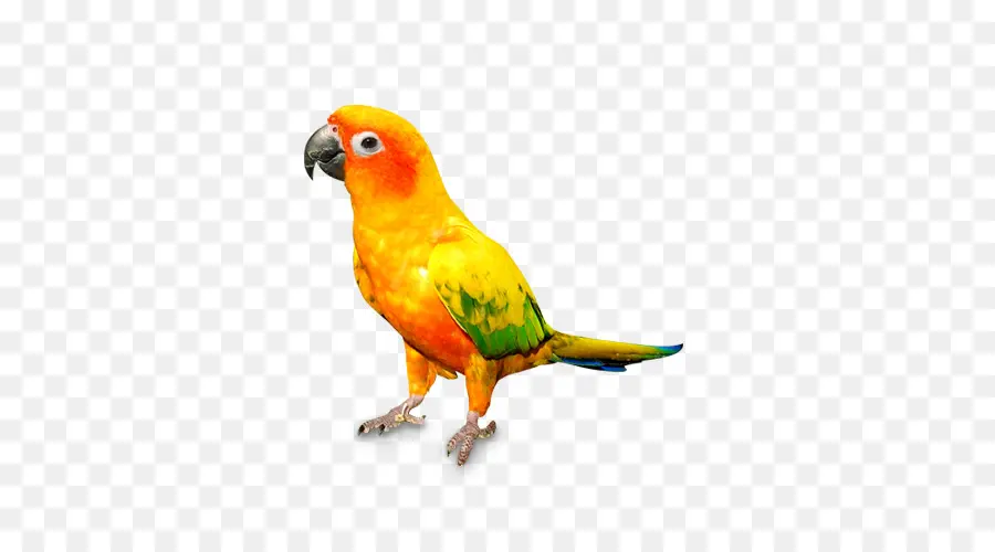 Gato，Parrot PNG