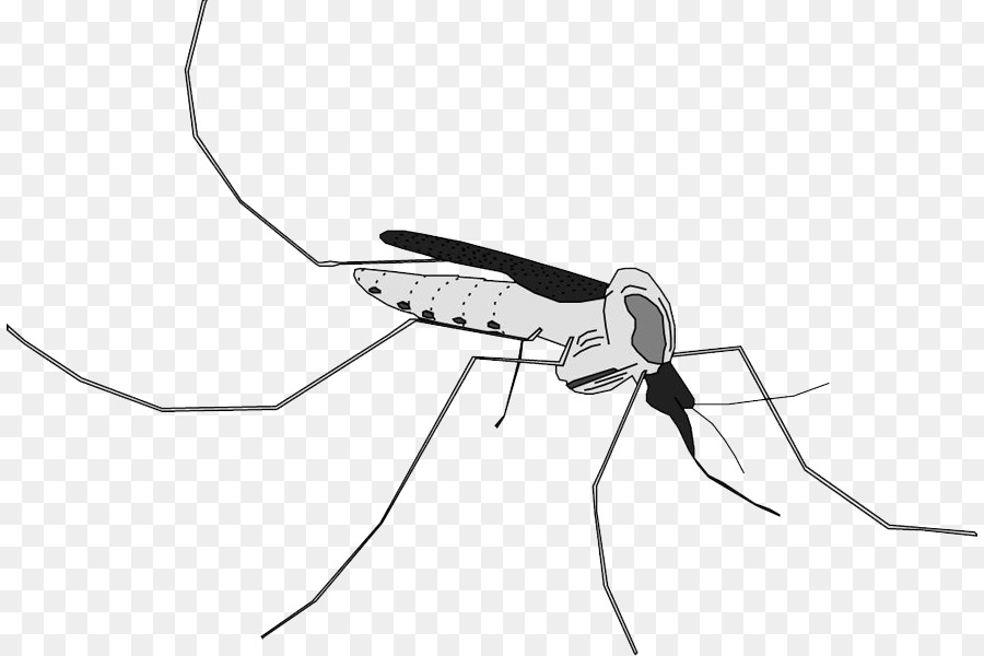 Mosquito，Nadar Escritos PNG