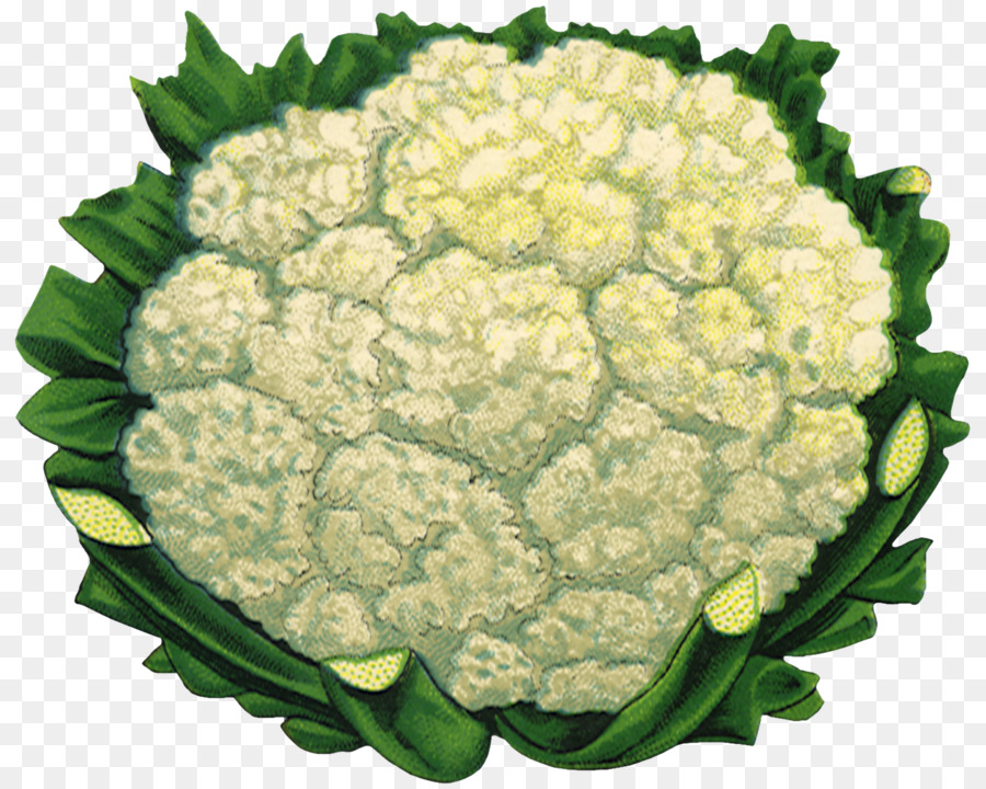 La Coliflor，Papel PNG