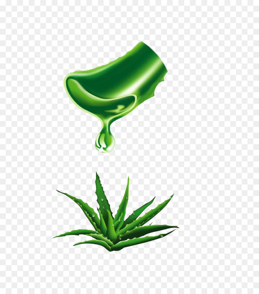 Aloe Vera，Extracto De PNG