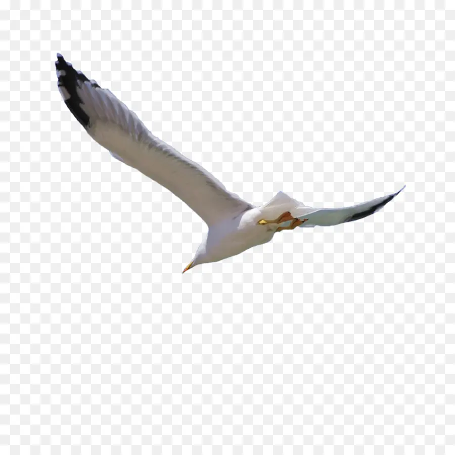 Pájaro，Vuelo PNG