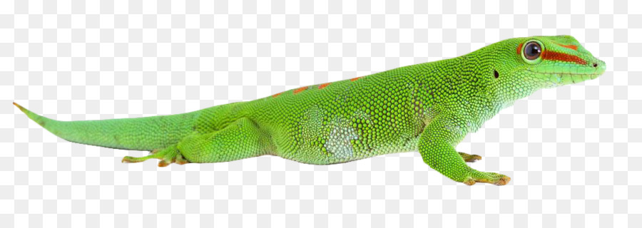 Lagarto，Reptil PNG