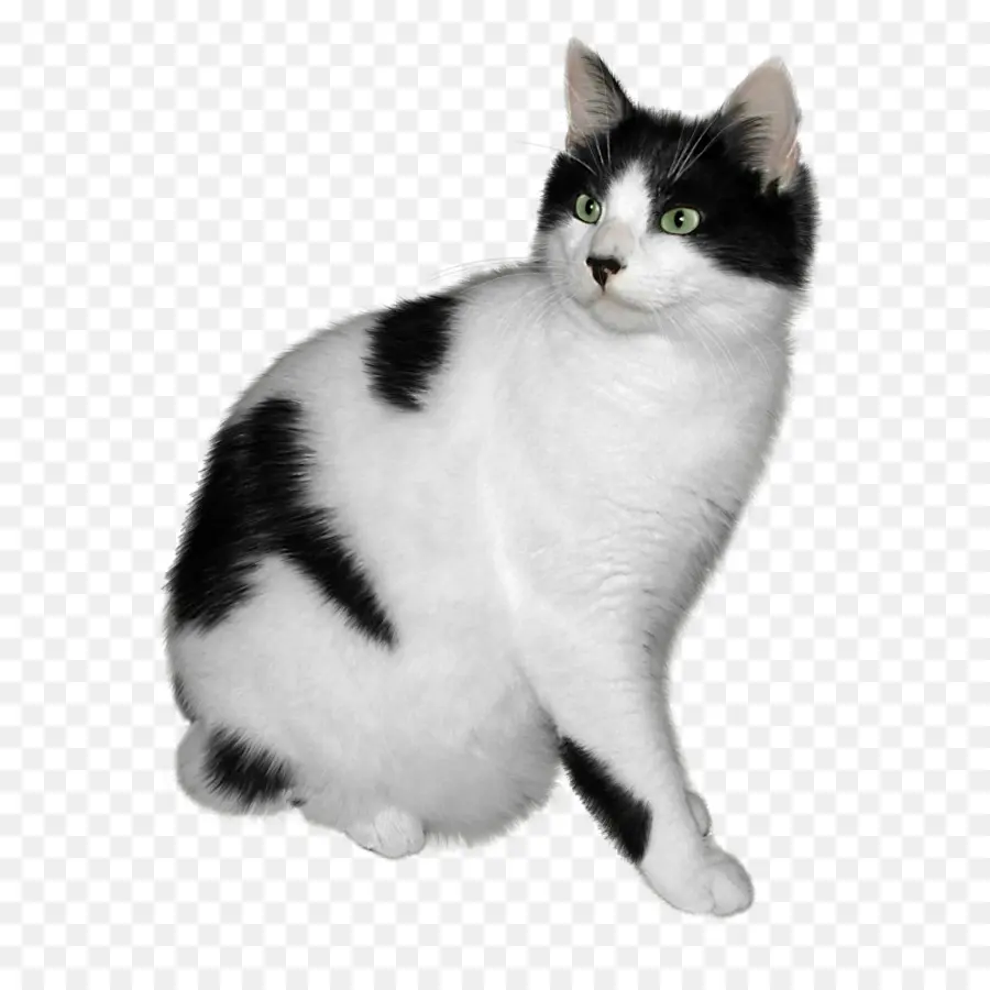 Gato Blanco Y Negro，Mascota PNG