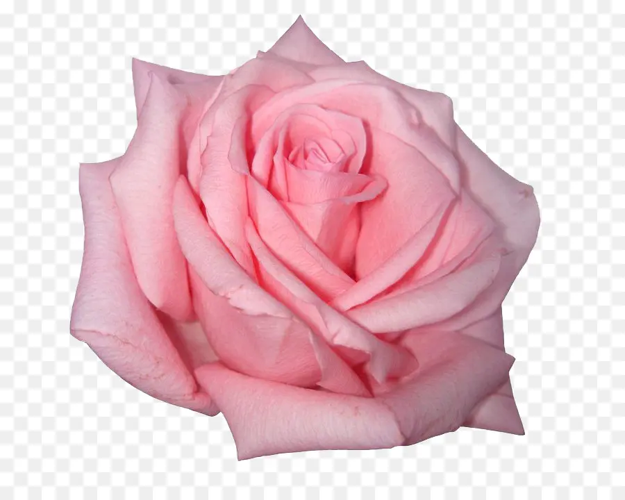 Rosa，Flor PNG