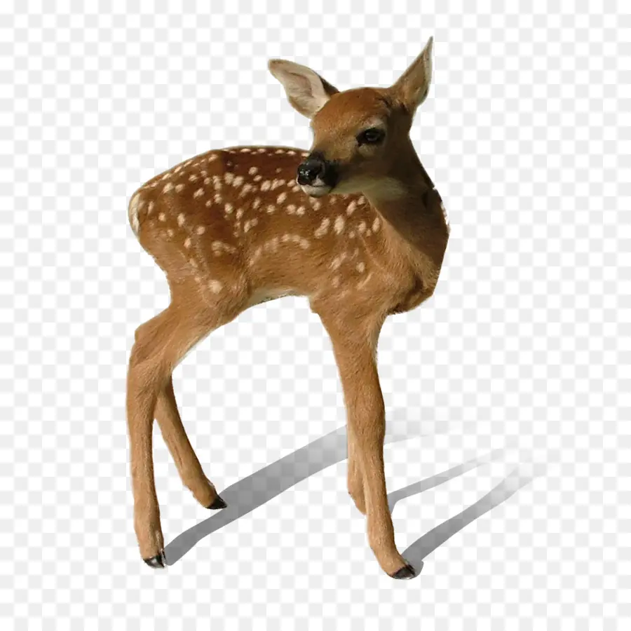 Deer，Reindeer PNG