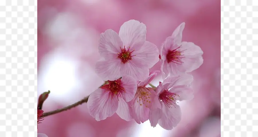 Prunus Serrulata，Japón PNG