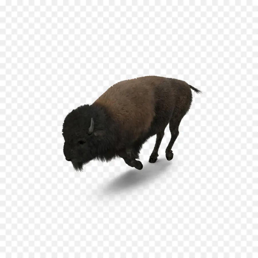 Buffalo，Bisonte Americano PNG